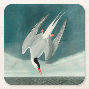 Arctic Tern Audubon Bird Wildlife Painting Square Paper Coaster