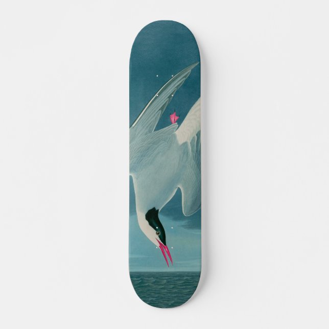 Arctic Tern Birds of America Audubon Print Skateboard (Front)