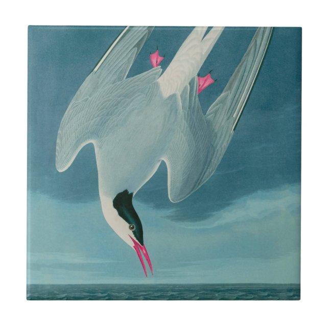 Arctic Tern Birds of America Audubon Print Tile (Front)
