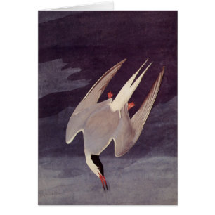 Arctic Tern by John James Audubon, Vintage Birds