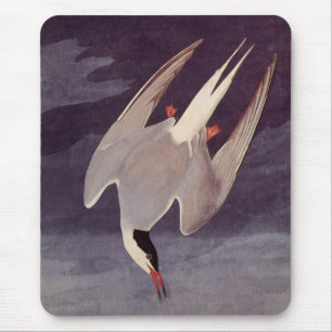 Arctic Tern by John James Audubon, Vintage Birds Mouse Pad