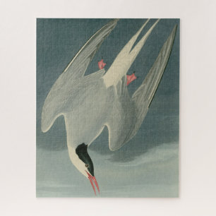 Arctic Tern from Audubon's Birds of America Jigsaw Puzzle