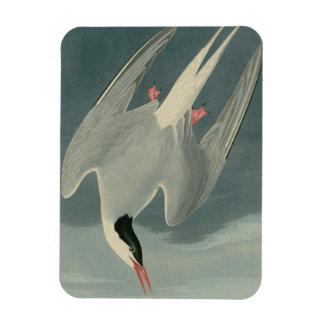 Arctic Tern Magnet