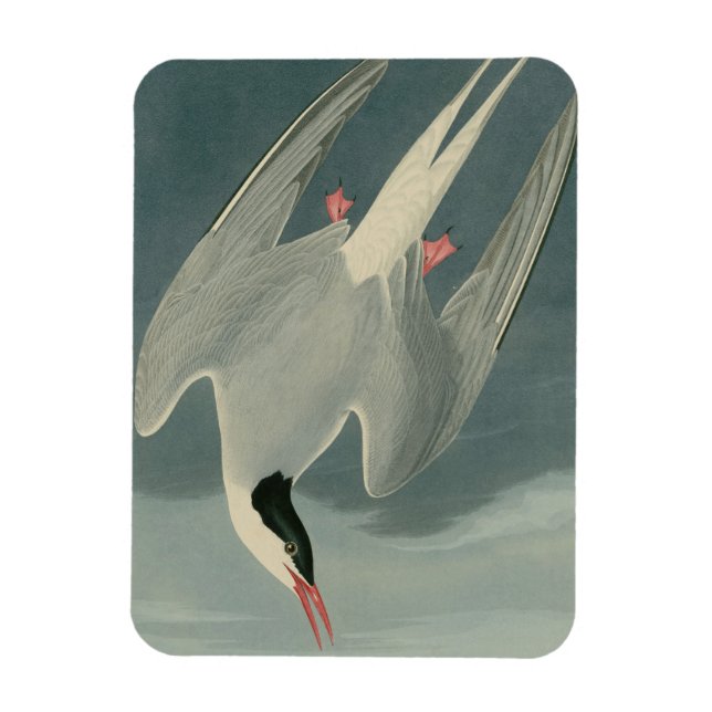 Arctic Tern Magnet (Vertical)