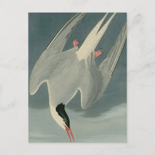 Arctic Tern Postcard