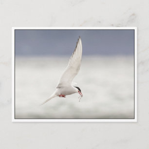 Arctic Tern Postcard