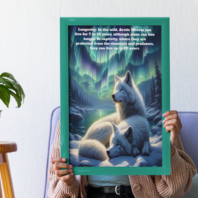 Arctic white wolves in Snow  Poster (Creator Uploaded)