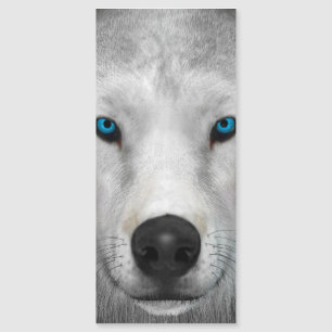 Arctic Wolf