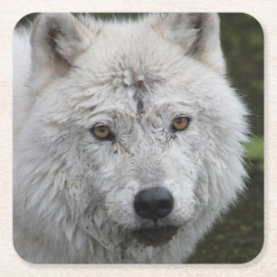 Arctic Wolf Coaster
