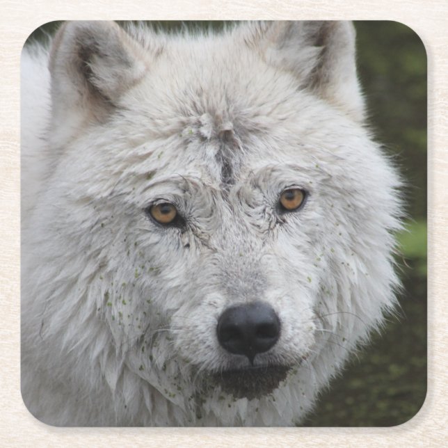Arctic Wolf Coaster (Front)
