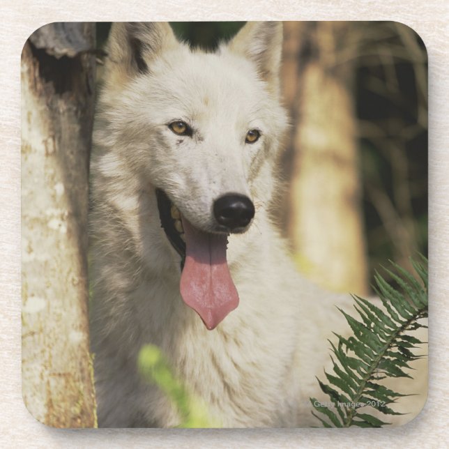 Arctic wolf in forest coaster (Front)