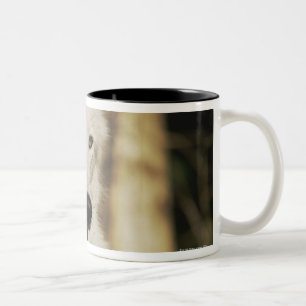 Arctic wolf in forest Two-Tone coffee mug