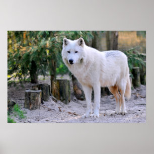 Arctic Wolf in the forest Poster