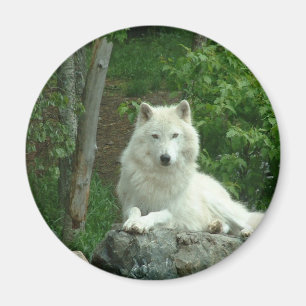 Arctic Wolf Magnet