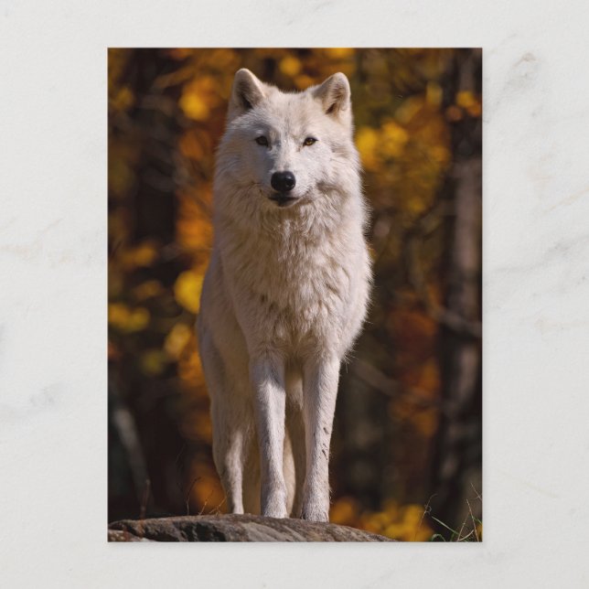 Arctic Wolf On Rock Holiday Postcard (Front)