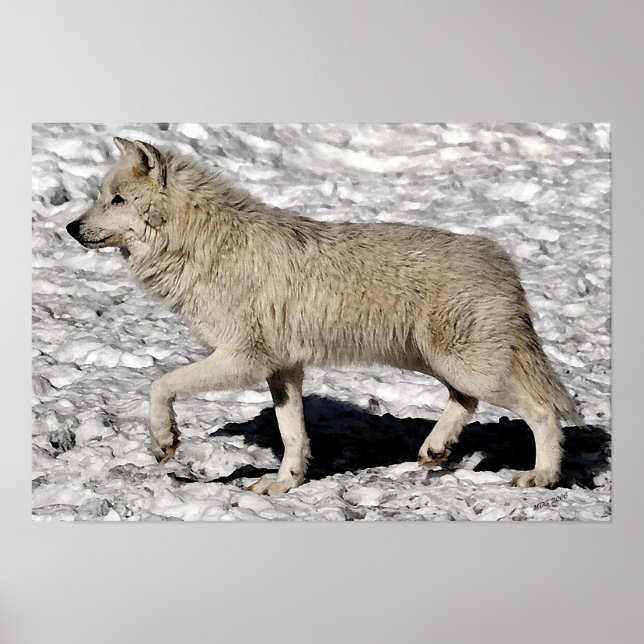 Arctic Wolf Portrait Poster Print (Front)