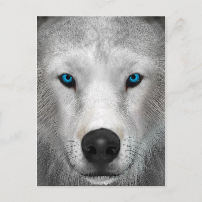 Arctic Wolf Postcard (Front)