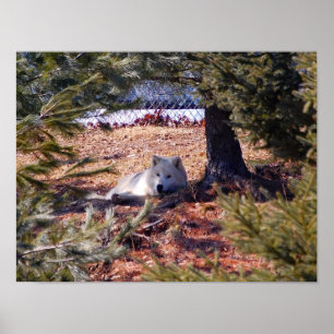 Arctic Wolf Poster
