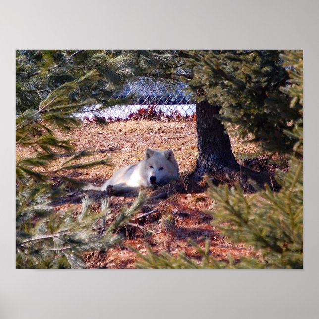 Arctic Wolf Poster (Front)