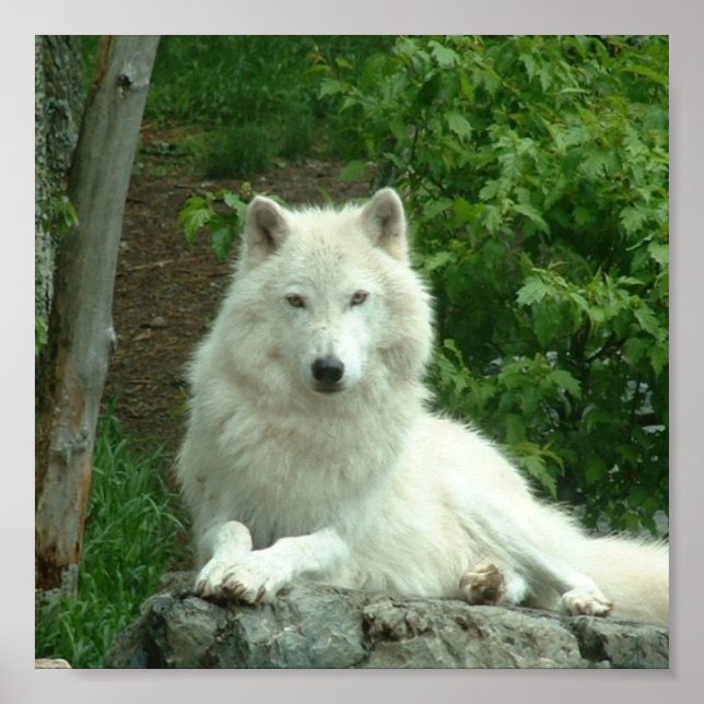 Arctic Wolf Print (Front)