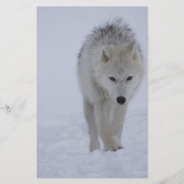 Arctic wolf stationery (Front)