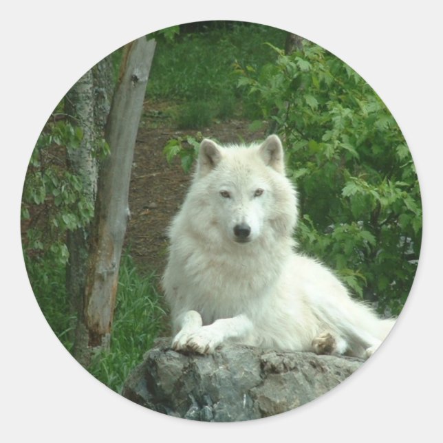 Arctic Wolf Sticker (Front)