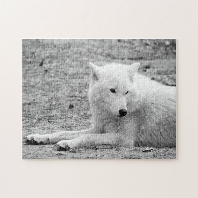 Arctic wolf - white wolf jigsaw puzzle (Horizontal)