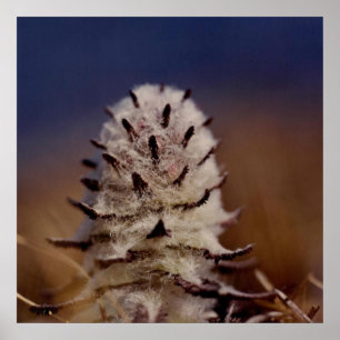 Arctic Wooly Lousewart Flower Photo Designed Poster