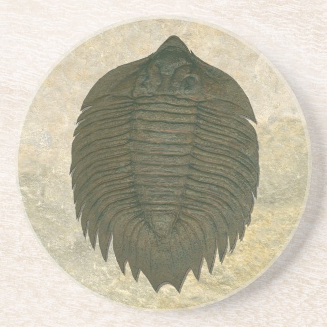 Arctinrus Boltoni Fossil Trilobite Coaster (Front)