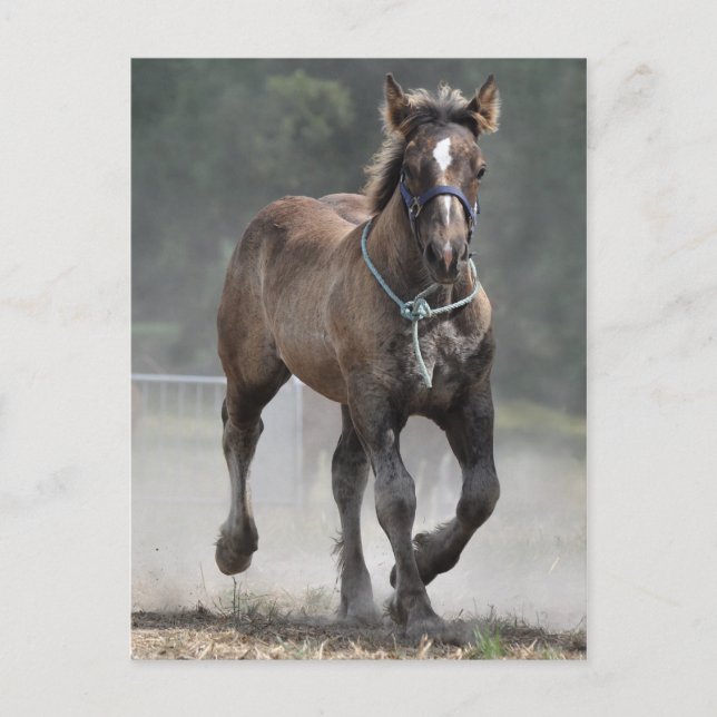 Ardennes foal postcard (Front)