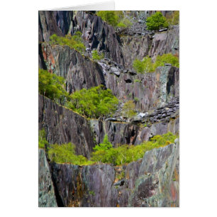 Ardoise de la falaise avec arbres