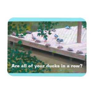 "Are All of Your Ducks in a Row?" 3x4 Photo Magnet