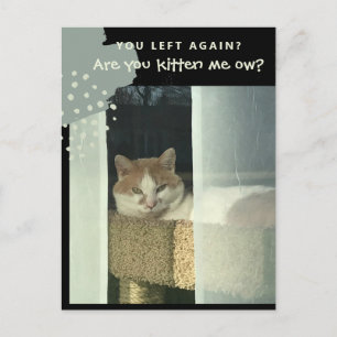 Are you kitten me ow Cat on Perch Postcard