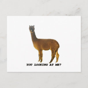 Are you looking at me? postcard