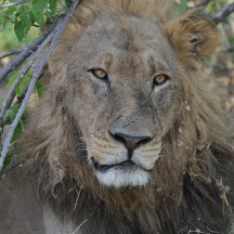 Are You Talking To Me! Lion Stare.