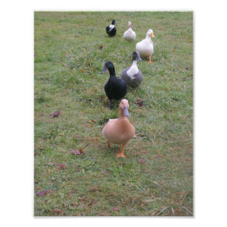 Are Your Ducks in a Row? Photo Print