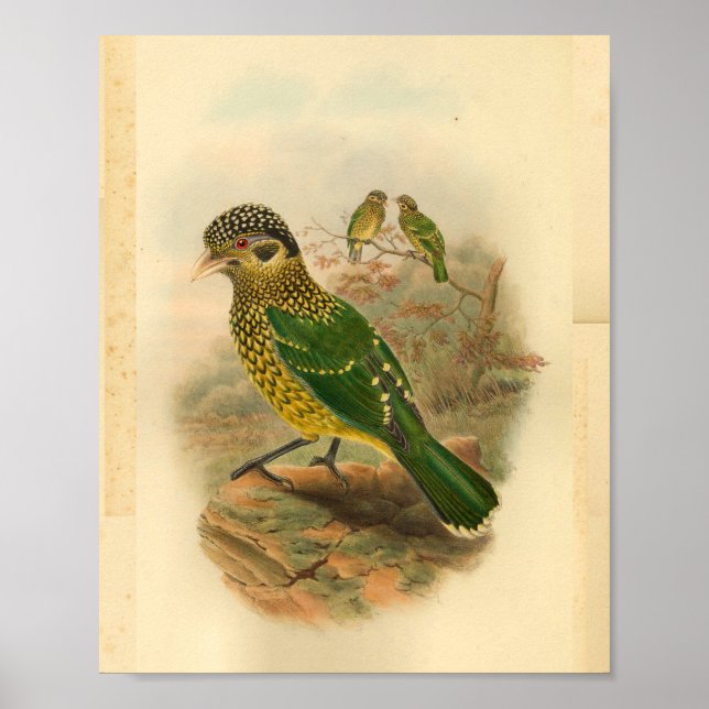 Arfak Cat Bird Green Yellow Vintage Print (Front)