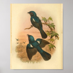 Arfak Drongo Blue Vintage Cat Bird Print