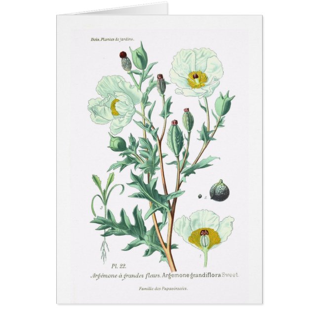 Argemone grandiflora (Devant)