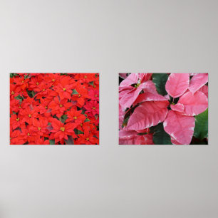 Argent Star Marbre Poinsettias Pink Holiday Floral