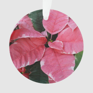 Argent Star Marbre Poinsettias Pink Holiday Floral