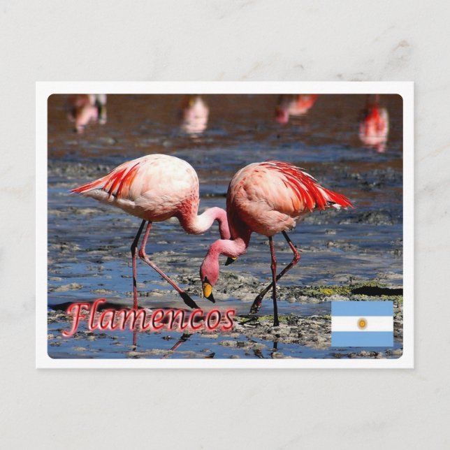 Argentina - Flamencos de la puna - Postcard (Front)