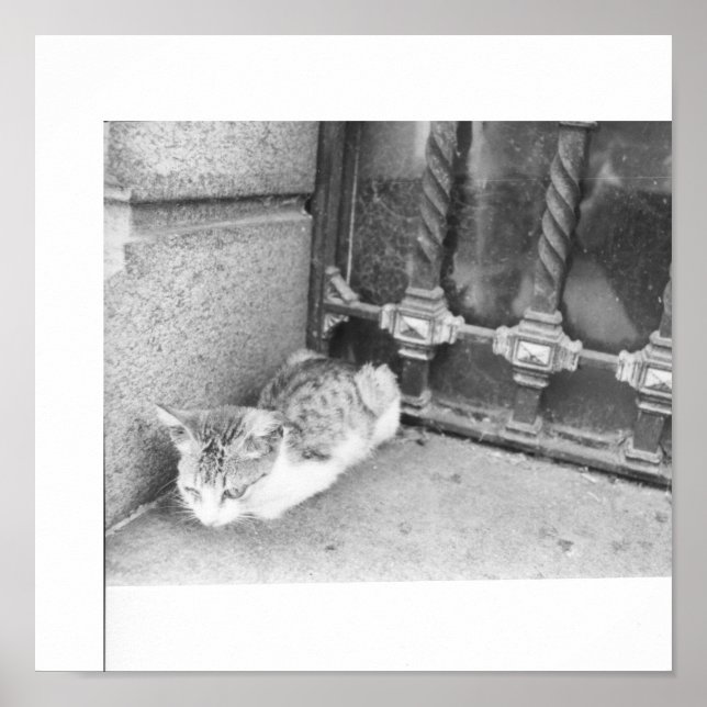 Argentina street cat poster (Front)
