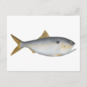 Argentine Menhaden Postcard
