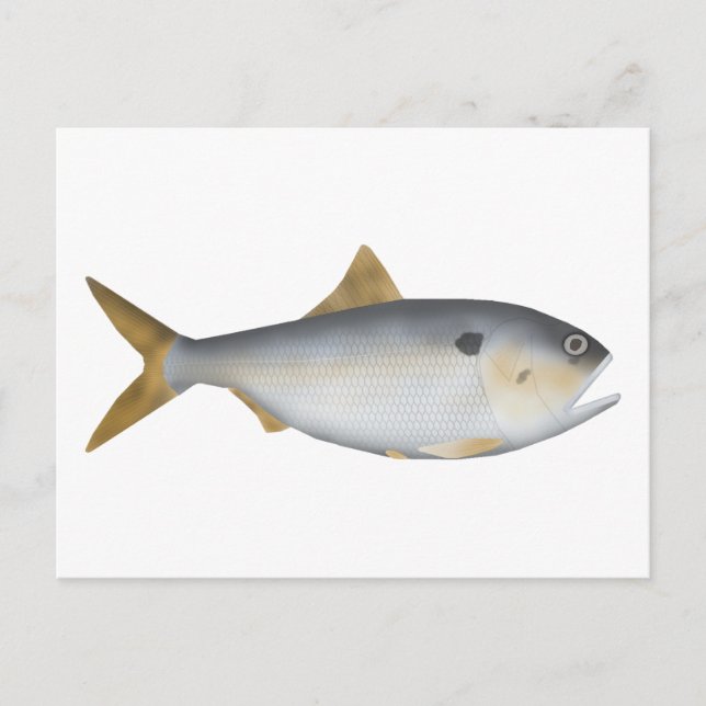 Argentine Menhaden Postcard (Front)