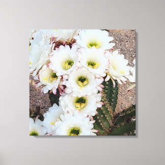  Argentine Saguaro Flowers  Canvas Print