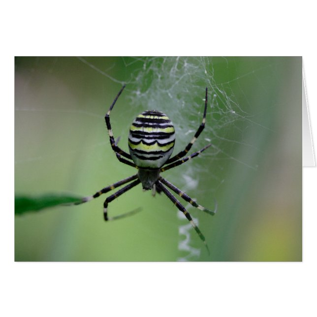 Argiope bruennichi (Devant horizontal)