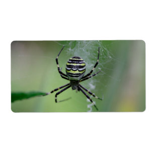 Argiope bruennichi