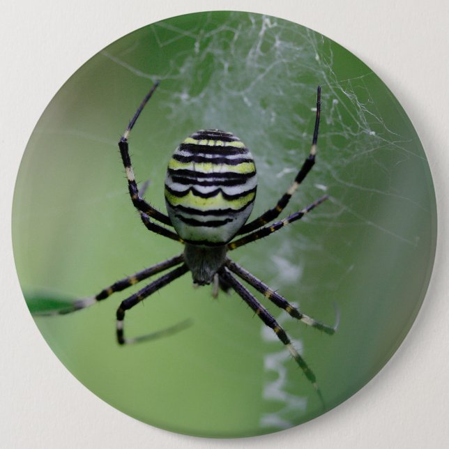 Argiope bruennichi 6 inch round button (Front)