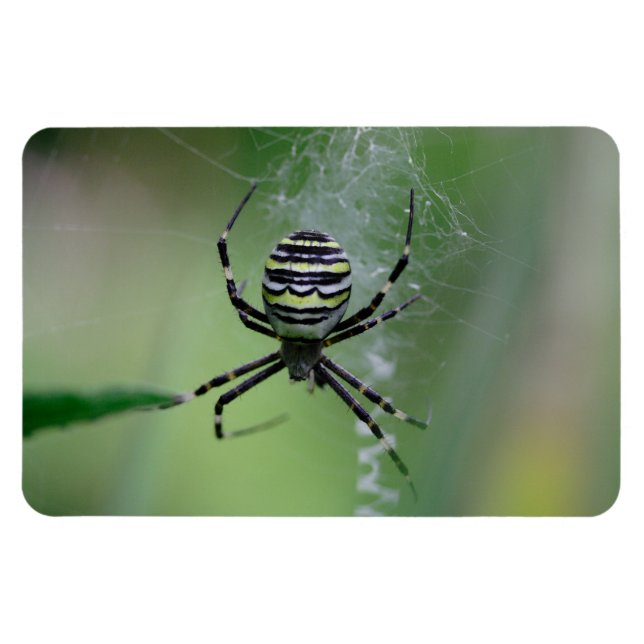 Argiope bruennichi magnet (Horizontal)